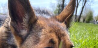 Sportliche Menschen gesucht! Ein super passendes Zuhause gefunden!