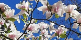 Gießen im Blütenzauber