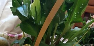 Oh,lecker Eierlikörkuchen!