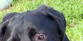 Hund in Not! Lösung gefunden!