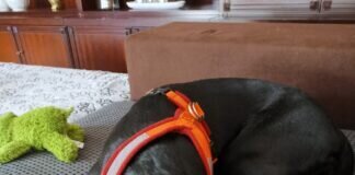 Menschen zum Liebhaben gesucht! Menschen gefunden!