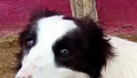 Ein sanfter Traum- Elton! Zuhause gefunden!