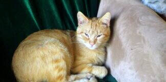 Ein Kater zum Verlieben! Zuhause gefunden!