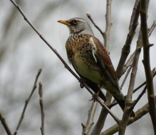 Neues von der wilden Ecke – Die Aussaat