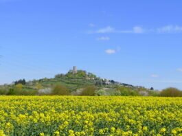 Burg Gleiberg mit blühendem Rapsfeld