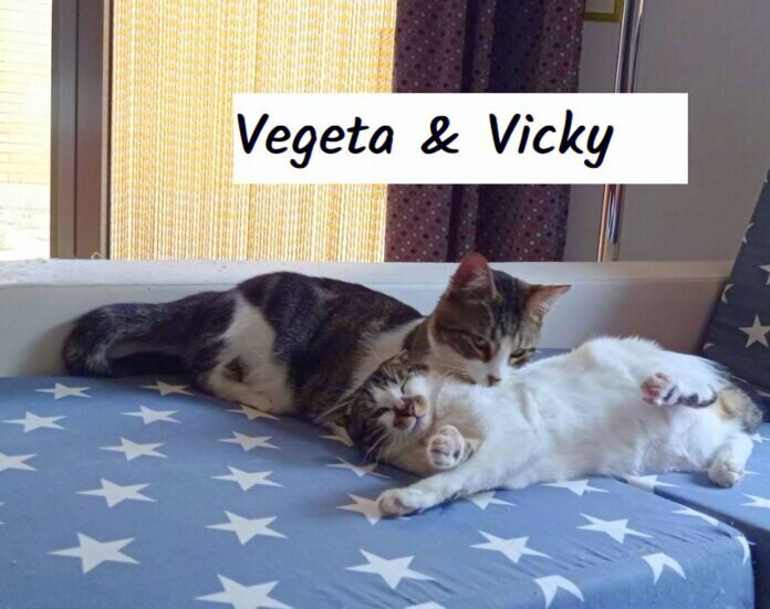WhatsApp Image 2022-03-29 Vegeta y Vicky