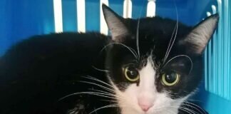 Katzen aus der Ukraine