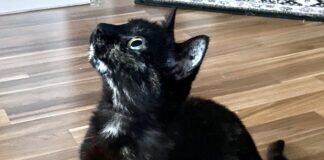 Traumkatzen auf Wohnungssuche!