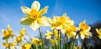 Dienstagswanderung Queckborn am 12.04.2022