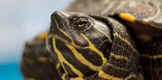 ? Weltschildkrötentag ?