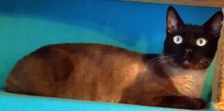 Siamschönheit Shiam!