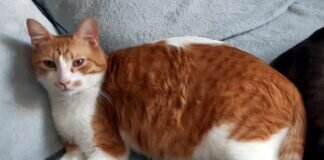 Lenny, ein Kater zum Verlieben!