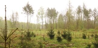 Wildnisfond – die einzig vernünftige Entscheidung! Blick in ein ziemlich kaputtes Areal im Villinger Wald