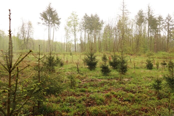 20220508-PM-Grüne-Hungen-Waldwildnisfond-Nabu-Waldbegehung-IMG_5518 Blick in ein ziemlich kaputtes Areal im Villinger Wald