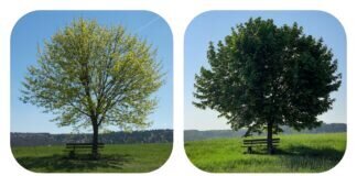 Collage Jahreszeitenbaum: Frühling – Sommer – Herbst – Winter