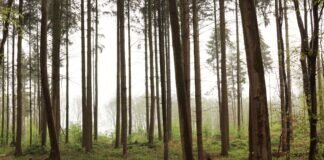 Panik in der Hungener Opposition Blick in den Buchenwald bei Langd