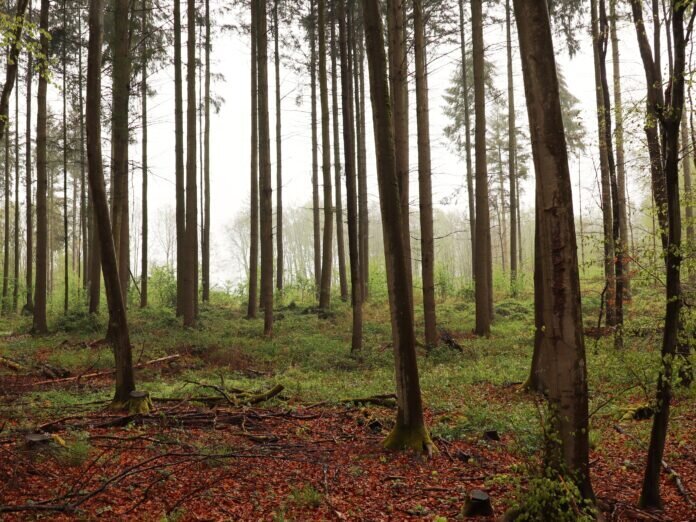 20220519-PM-CDU-in-Panik-Wildnisfond-Nabu-Hessen-Ortsbegehung-IMG_5482 Blick in den Buchenwald bei Langd
