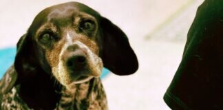 Liebenswerte ROSE – VERMITTELT –