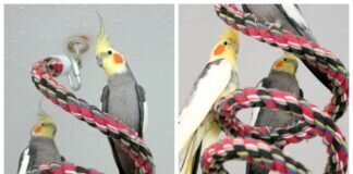 Nymphensittich-Haltung