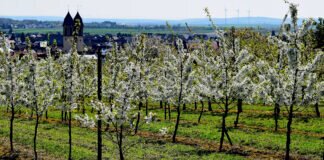 Kirschblüte in Ockstadt war `eine Reise` wert.