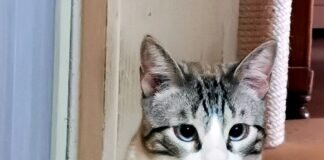 Gesellschaftskater Boni! Zuhause gefunden!