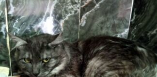 Katzenschönheit Richard!