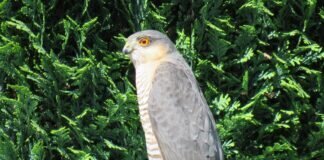 Er ließ sich nicht stören, der Sperber