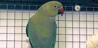 Halsbandsittich MRS. GREEN – VERMITTELT –