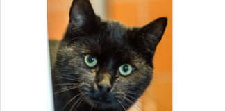 Schwarzer Kater sucht sein Glück – RICK –