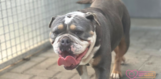 Ausgenutzt und ausgemistet – HELENE –