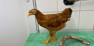 Ein Hahn namens ESEL – VERMITTELT –