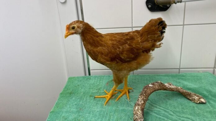 c3af9e0d-6a2e-4038-b4d5-c9aac7550644_inPixio