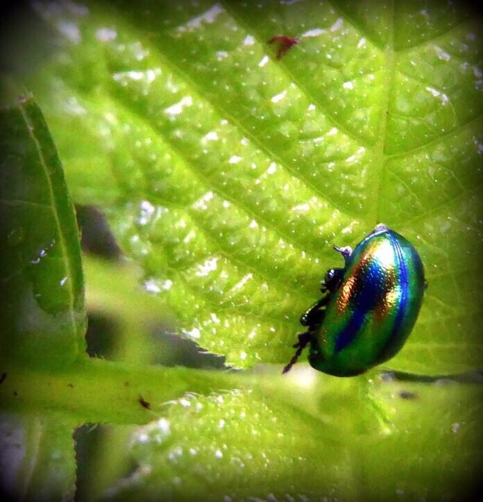 17350016_1569256093101819_783399182722278110_o