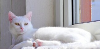 Freundinnen für ein Katzenleben!