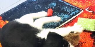 Wessen Herz und Heim kann JAX erobern? Herz erobert zusammen mit Freund Cuby!