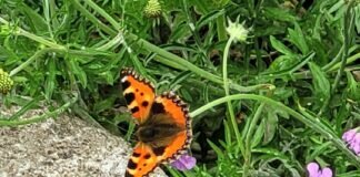 Insektenmeeting in unserem Garten.