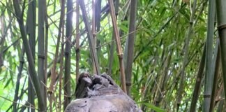 Der Botanische Garten in Giessen!