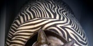 Der Lebenslauf zweier Katzen!