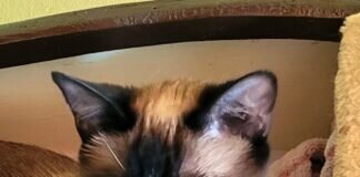 Tofu, zum Verlieben! Mit ihrem Freund zusammen in den Taunus gezogen!