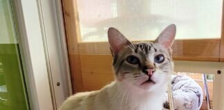 Tausendsassa Anton! Zuhause gefunden und bereits Freundschaft mit der vorhandenen Katze geschlossen!