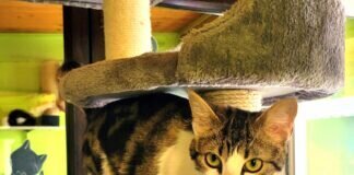 Zwei Knutschkugeln! Doppelpack schönes Zuhause gefunden!