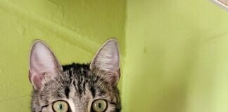 Was es so alles gibt ! Sie heißt Pommes und ist von einer überglüklichen Besitzerin abgeholt worden!