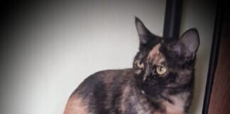 Ein süßes Mutter- und Tochtergespann! Zuhause gefunden!