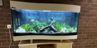 Anne-Frank-Schule Linden mit neuem Aquarium