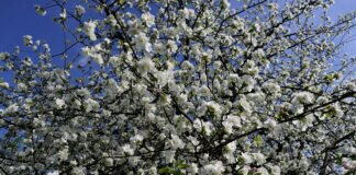Urlaub in Durbach an der Badischen Weinstraße.