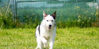 Freundlich und ruhig – ASMUS –