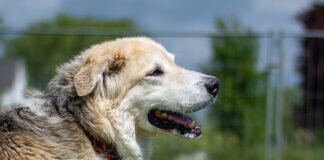 Sanft und vorsichtig – NALU – VERMITTELT –