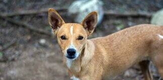 Junges Hundemädchen TESSA – VERMITTELT –