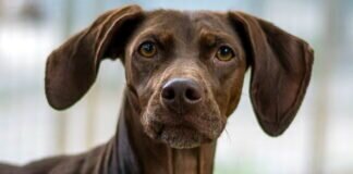 Freundlich und aufgeweckt – EMMI – VERMITTELT –