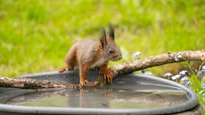 Eichhörnchentränke_inPixio